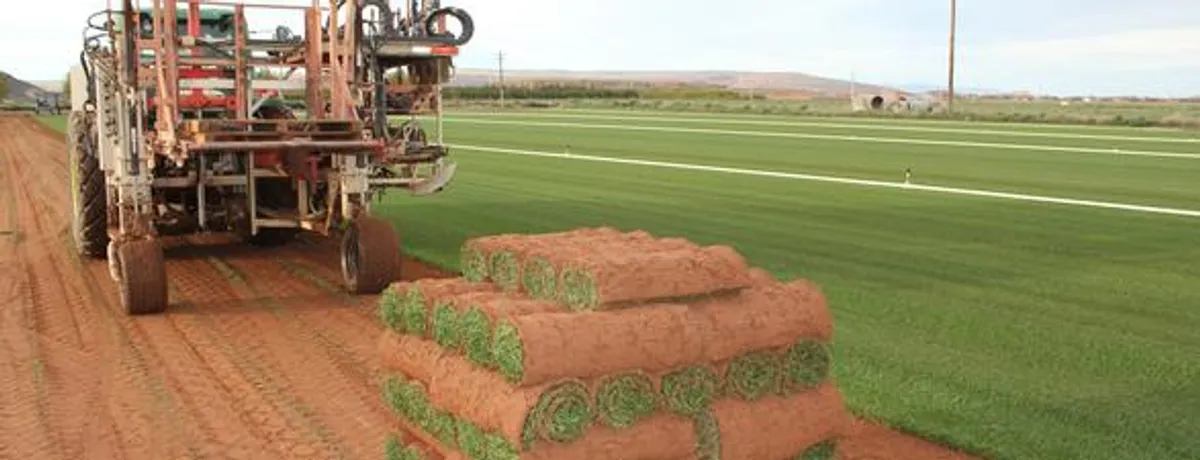 Lush green sod field at Red Desert Sod farm in St. George, Utah