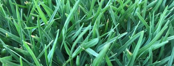 Close-up of sand-grown sod with deep root system at Red Desert Sod farm