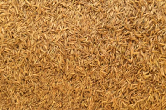 Laying sod rolls in a staggered brick pattern for a seamless lawn