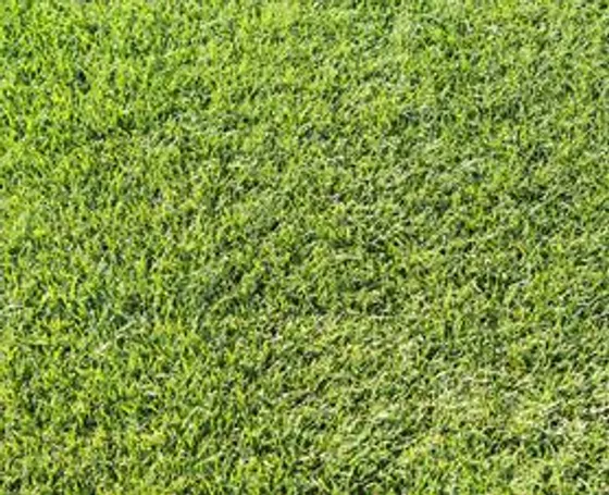 Contractor team laying sod on a large commercial project