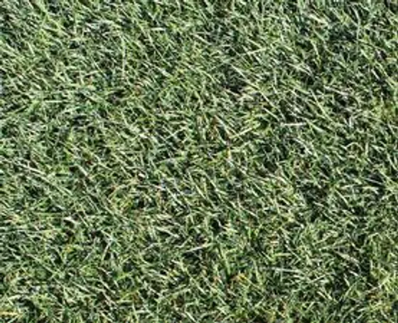 Desert Bermuda sod - advanced Hybrid Bermuda grass for sports fields and golf courses