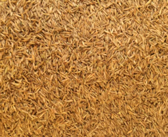 Desert Blend sod - 90% Tall Fescue and 10% Kentucky Bluegrass blend