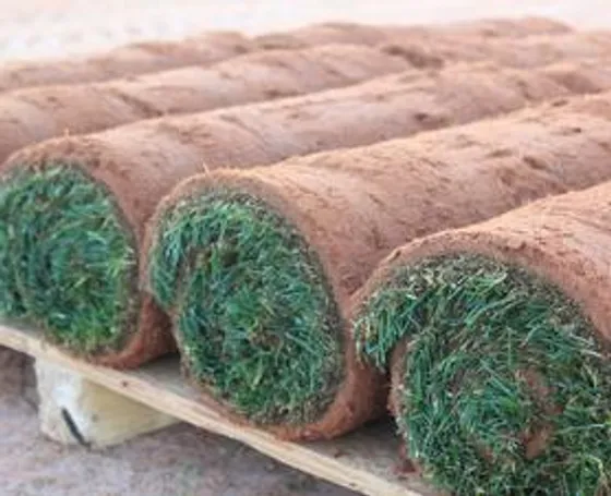 HGT Desert Blue sod - Healthy Grass Technology improved Kentucky Bluegrass