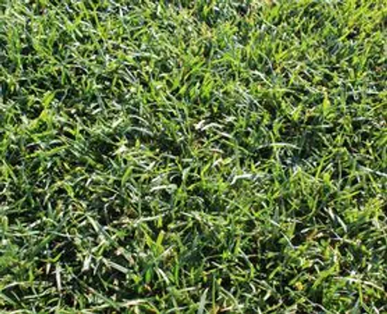 RTF Water Saver sod - patented Rhizomatous Tall Fescue that uses 30% less water