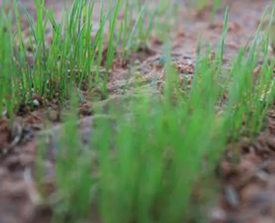 Before and after lawn renovation by Red Desert Sod showing dramatic improvement
